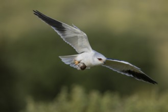 Slider (Elanus caeruleus), in flight with a vole, Extremadura, Spain