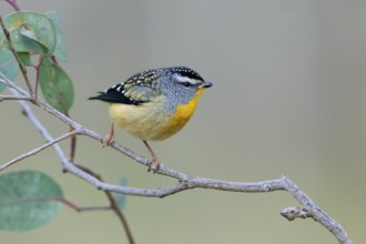 Spotted Pardalote (Pardalotus punctatus) male, Victoria, Australia
