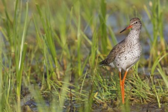 Rotschenkel, Common Redshank, Redshank, Tringa totanus, Chevalier gambette, Archibebe Común