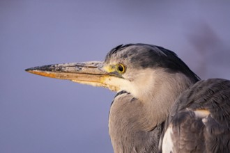 Grey heron (Ardea cinerea) Germany