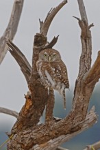 Pearl-spotted Owlet (Glaucidium perlatum), Chobe, Botswana