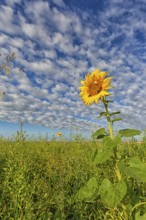 Common sunflower, (Helianthus annuus), flower, plant, blue sky, blossom, flowering, aster family,