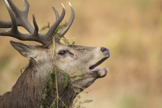 Red deer (Cervus elaphus) adult male stag animal roaring in the rutting season in autumn, England,