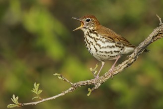 Wood Thrush (Hylocichla mustelina) perched on a branch in Ontario, Canada
