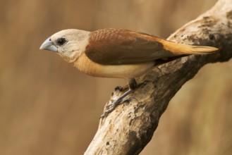 Yellow-rumped Mannikin (Lonchura flaviprymna), Western Australia, Australia