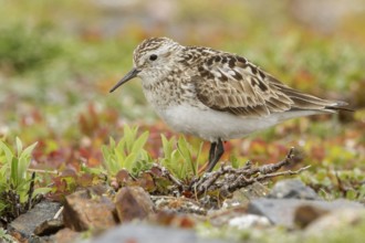 Baird's Sandpiper (Calidris bairdii) perched on the tundra in Nome, Alaska