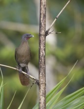Rufous-vented Chachalaca (Ortalis ruficauda ruficauda), Trinidad and Tobago