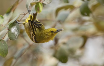 A female common iora (Aegithina tiphia) on a tree branch, Sreepur, Gazipur, Bangladesh