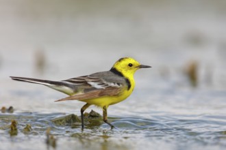 Citrine wagtail, (Motacilla citreola), foraging in a biotope, Middle East, Oman, songbird, family