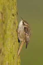 Short-toed Treecreeper (Certhia brachydactyla), Baden-Wuerttemberg, Germany
