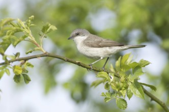 Lesser Whitethroat (Sylvia curruca), Mecklenburg-Western Pomerania, Germany