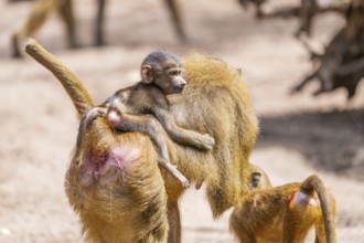 Guinea baboon (Papio papio) youngster hanging on its mothers back, Bavaria, Germany Europe