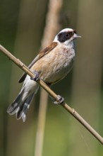 Penduline Tit, (Remiz pendulinus), Rémiz penduline, animals, birds, tits, family of Penduline Tits,