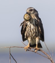 Snail Kite (Rostrhamus sociabilis) female perched on a branch with snail in its beak, Florida, USA