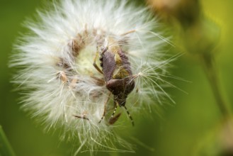 Close-up image capturing a bug amidst the fluffy white seeds of a dandelion, detailed with vibrant