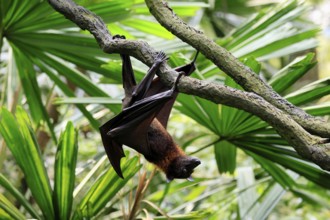 Kalong flying fox (Pteropus vampyrus), adult, climbing, in sleeping tree, during the day,