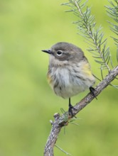 Myrtle Warbler (Setophaga coronata coronata), Saskatchewan, Canada