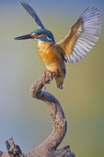 Common Kingfisher (Alcedo atthis) male, Saxony-Anhalt, Germany