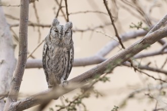 Pallid Scops Owl (Otus brucei), Eilat, Israel