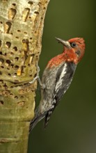 Red-breasted Sapsucker (Sphyrapicus ruber), British Columbia, Canada