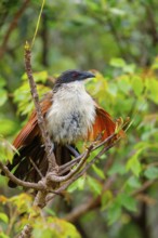 Tiputip, White-browed Coucal, (Burchells Coucal), Centropus superciliosus burchelli, White-browed