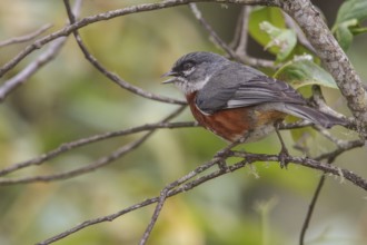 Bay-chested Warbling-Finch (Poospiza thoracica) perched on a branch in the Atlantic rainforest of
