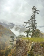 Hakusan National Park, Maiden Pine (Pinus parviflora), Super Rindo Forest Road, Hakusan National
