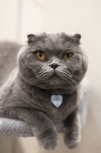 Close-up of a Scottish Fold cat showcasing its dense, soft gray coat and vivid orange eyes,