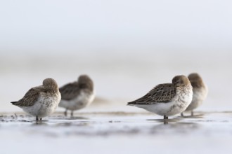 Dunlin (Calidris alpina) resting on shoreline, Mecklenburg-Western Pomerania, Germany