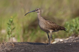 Whimbrel (Numenius phaeopus), Texas, USA