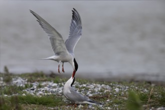 Common Tern (Sterna hirundo), Texel, Netherlands
