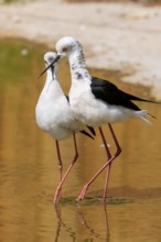 Two birds with black and white plumage standing in the water, Black Black-winged Stilt (Himantopus