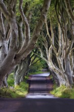 Famous beech avenue, The Dark Hedges, lonely tunnel avenue, film set, film location for Game of