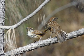 Spotted Wren Campylorhynchus gularis Cerro San Juan, Tepic, Nayarit, Mexico 29 March Adults Endemic