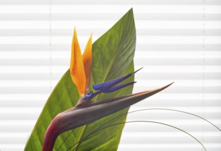 Studio photo, Strelitzia (Strelitziaceae), flower with petal, Stuttgart, Baden-Württemberg, Germany