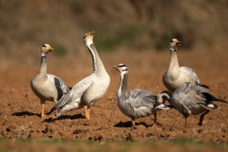 Bar-headed Goose (Anser indicus), Yunnan, China