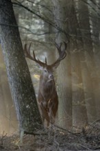 Red Deer (Cervus elaphus) stag in morning fog, North Rhine-Westphalia, Germany