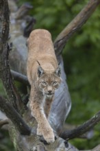 One Eurasian lynx, (Lynx lynx), walking on fallen dead tree with a green natural background and