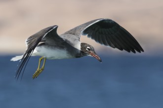 White-eyed Gull (Ichthyaetus leucophthalmus) flying, Eilat, Israel