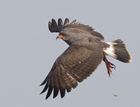 Snail Kite (Rostrhamus sociabilis) male flying, Florida, USA