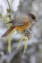 Siberian jay (Perisoreus infaustus, Corvus infaustus) perched in spruce tree in snow covered taiga