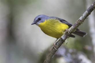Eastern Yellow Robin (Eopsaltria australis), Queensland, Australia