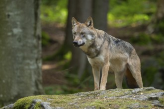 Wolf (Canis lupus) standing on a moss-covered rock and looking attentively, captive, Bavarian