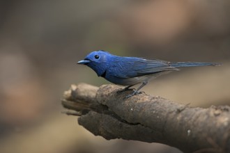 Black-naped Monarch (Hypothymis azurea) male perched on an old branch, West Bengal, India