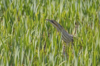 Great or Eurasian bittern (Botaurus stellaris) adult bird in a reedbed in spring, RSPB Minsmere