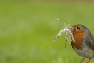 European robin (Erithacus rubecula) adult garden bird with nesting material in its beak in spring,