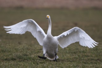 Whooper Swan (Cygnus cygnus), North Rhine-Westphalia, Germany