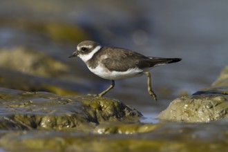 Common Ringed Plover (Charadrius hiaticula) juvenile, Andalusia, Spain