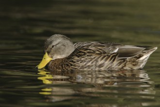 Mexican Duck (Anas diazi), Arizona, USA