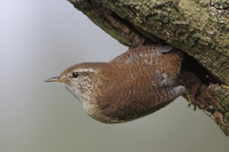 Eurasian Wren (Troglodytes troglodytes), North Rhine-Westphalia, Germany